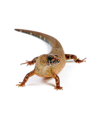Chinesischer Wasserskink // Chinese water skink (Tropidophorus sinicus)