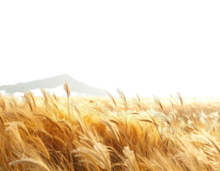 Golden field with feathery grasses against a bright sky, possibly a late-afternoon or sunrise scene