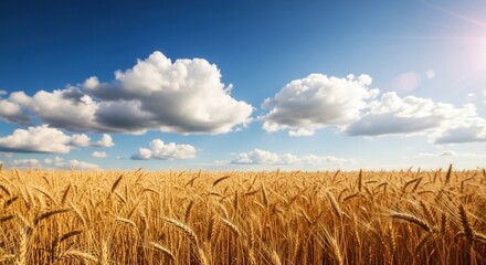 A golden wheat field under a clear blue sky with fluffy white clouds.