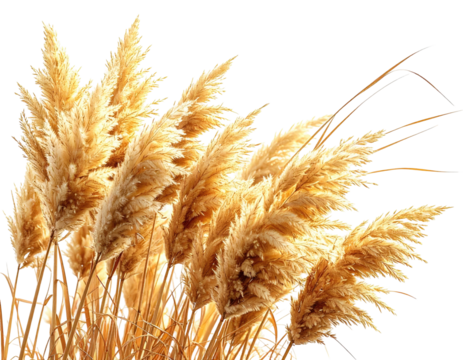 Close-up of several wispy, golden-colored grass plumes isolated against a black background