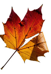 Ultra close-up macro of a crumpled maple leaf in crimson, amber, gold, with a tear revealing brittle veins, on a transparent background with raking chiaroscuro studio light. Concept of autumn decay