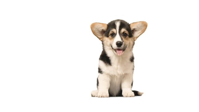 Funny  puppy on white background