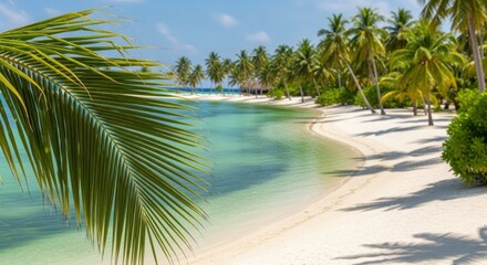 Obraz premium A tropical beach with palm trees and a clear blue sky.