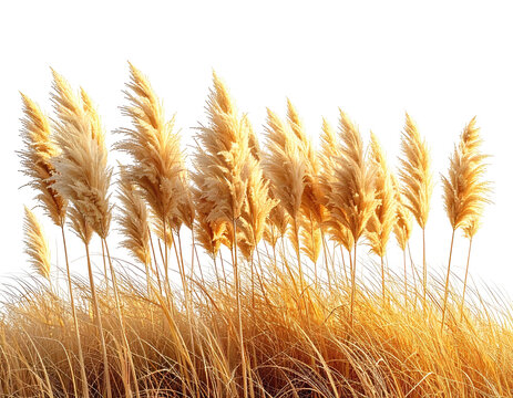 Close-up view of golden, feathery ornamental grass stalks, against a dark backdrop - Powered by Adobe