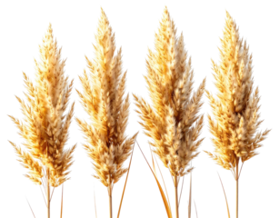 Four tall, fluffy, golden-beige decorative pampas grass plumes against a transparent background