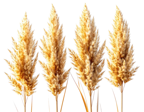 Four tall, fluffy, golden-beige decorative pampas grass plumes against a transparent background