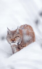 lynx running in snow  © Malik