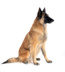 young tervueren in studio