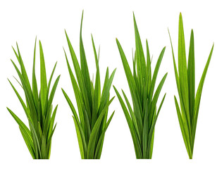 Four clumps of vibrant, long, slender, green foliage, isolated on a stark black backdrop