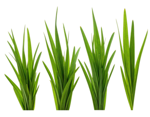 Four clumps of vibrant, long, slender, green foliage, isolated on a stark black backdrop