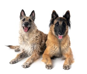 young tervueren and laekenois in studio