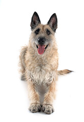 young laekenois in studio