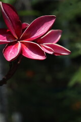 Tropical flowers with greenery in the background