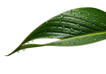 Emerald green Strelitzia leaf, soft tear, fibrous, waxy sheen, ridged veins, glistening dew drops, extreme macro on transparent, concept of intricate botanical detail