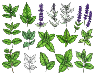 A collection of various colorful and outlined plant leaves and flower sprigs on black