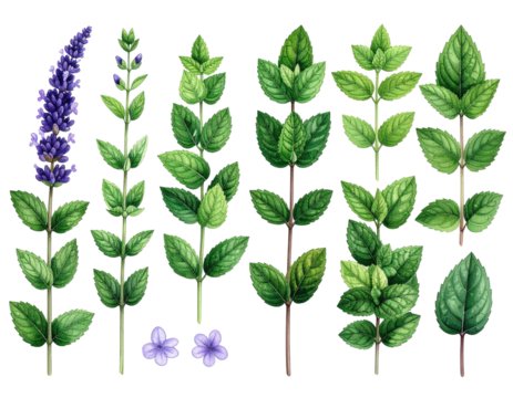 Artistic watercolor botanical illustration featuring several green leafy sprigs and lavender stalks