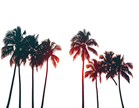 Silhouette palm trees against a gradient sky with reds and oranges, set against a pure black backdrop
