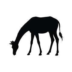 Silhouette of a giraffe gracefully bending its neck to graze on the ground, giraffe grazing silhouette vector illustration