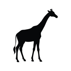 Silhouette of a Giraffe Standing Tall in Profile Against a White Backdrop, giraffe profile view silhouette vector illustration