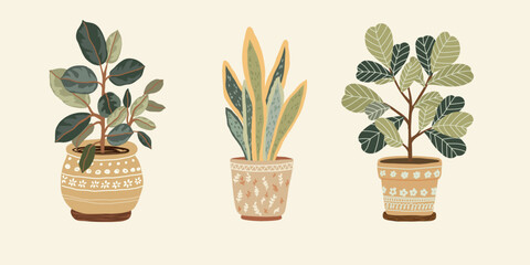 Botanical illustration of three houseplants
