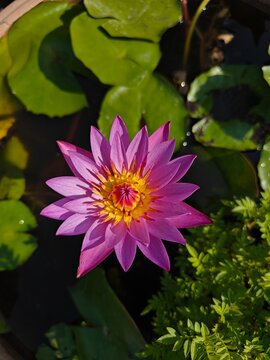 Vibrant Purple Water Lily Flower in Full Bloom &ndash; Close-Up Botanical Photography for Nature, Background, and Aesthetic Design