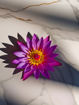 Vibrant Purple Water Lily Flower in Full Bloom &ndash; Close-Up Botanical Photography for Nature, Background, and Aesthetic Design