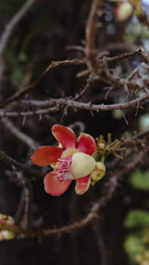 Tropical flowers with greenery in the background