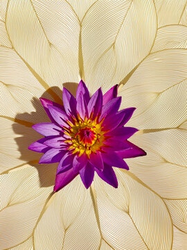 Vibrant Purple Water Lily Flower in Full Bloom &ndash; Close-Up Botanical Photography for Nature, Background, and Aesthetic Design