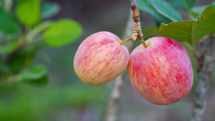 Anna apples hanging on a tree, ready to be picked