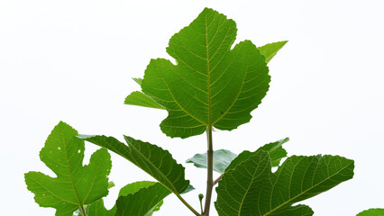 Close-up of Iraqi fig leaves.