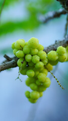 Close-up of Star Gooseberry in an outdoor garden.