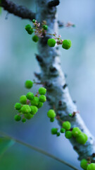 Close-up of Star Gooseberry in an outdoor garden.