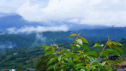Mountain range and sea of ​​mist, tourist attractions in Hai Tak, Loei Province, Thailand
