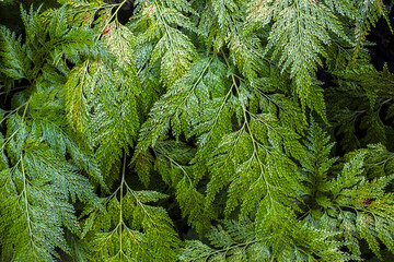 Detailed macro of a Rabbit Foot Fern, Davallia fejeensis,) frond in Brazil. The vibrant green, feathery leaves showcase an intricate, lace-like pattern, symbolizing nature's delicate beauty.
