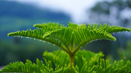 The Norfolk Island pine is also known for its distinctive pyramid shape, with branches extending horizontally and forming regular tiers.