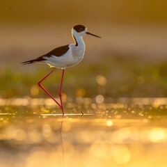 Elegant wader with black and white plumage stands in shallow water