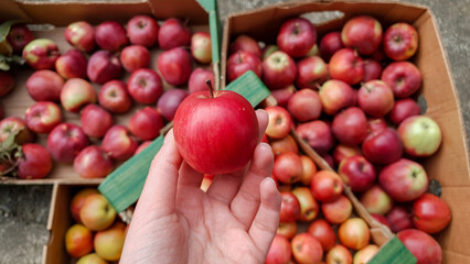 Hand holding a fresh red apple on the background of boxes with ripe apples.