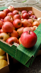 Close-up of a red apple on the background of boxes with fresh ripe apples