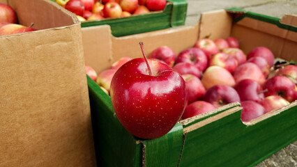 A red ripe apple on the background of boxes with fresh apples. Concept of gardening, harvest season, organic fruit