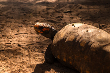 Red-footed tortoise (Chelonoidis carbonarius) in its natural habitat in Brazil. Focus on shell and...
