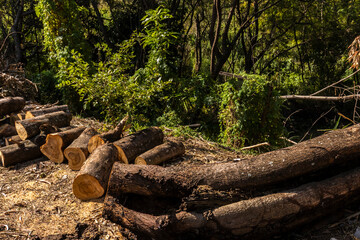 Logs piled in a forest in Brazil, illustrating deforestation and the impact of logging on the environment.