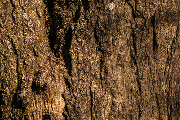 Detailed bark texture, ideal for botany, ecology, or nature-related content. Earthy tones evoke stability.