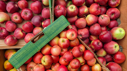 Fresh red apple in a wooden box on the market. Top view of harvest season.
