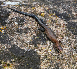 lizard on the rocks