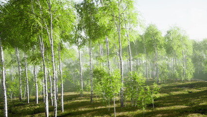Fototapeta premium Sunlight softly glows through a serene forest filled with vibrant green trees. The calm atmosphere invites peaceful exploration of nature’s beauty.