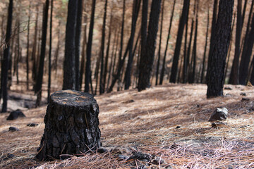 Landscape of burnt pine forest with a burnt stump in the foreground