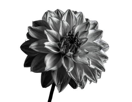 Monochrome close-up of a dahlia, showcasing its intricate petals against a stark black background