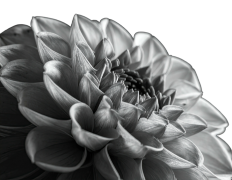 Close-up monochrome photograph showing an open flower with multiple layered petals, a detailed study