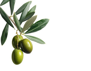 rama de olivo con aceitunas