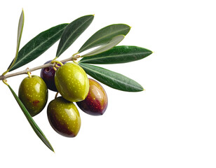 rama de olivo con aceitunas